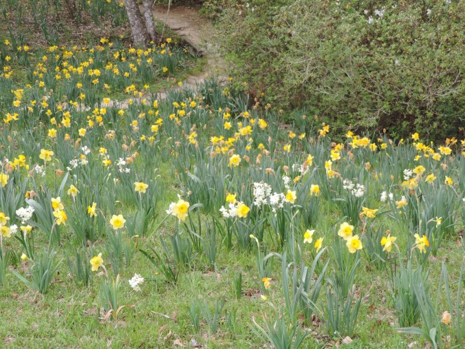 Field of Daffodils